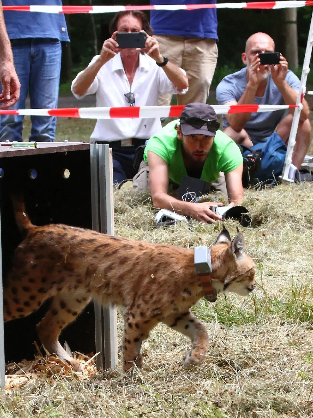 ARCHIV - 30.07.2016, Rheinland-Pfalz, Waldleiningen: HANDOUT - Ein Luchs wird im Pfälzerwald ausgewildert. Fünf Fälle überbordender öffentlicher Ausgaben aus Rheinland-Pfalz hat der Bund der Steuerzahler in seinem neuen bundesweiten Schwarzbuch angeprangert. Darunter auch das Projekt zur Wiederansiedlung der Luchse im Pfälzerwald. Foto: Siegfried Schuch/dpa +++ dpa-Bildfunk +++