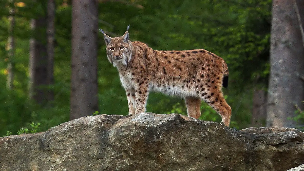 Seit den 1980er Jahren wandern aus den nahen Vogesen immer wieder Eurasische Luchse (Lynx lynx) in den Pfälzerwald ein.