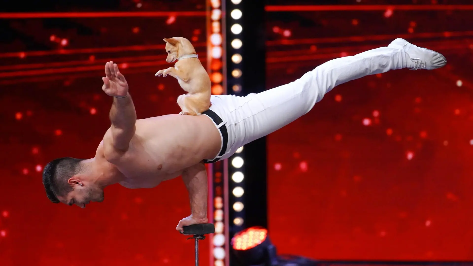 Christian Stoinev aus Amerika präsentiert zusammen mit seinem Hund "Percy" Handstand-Akrobatik.