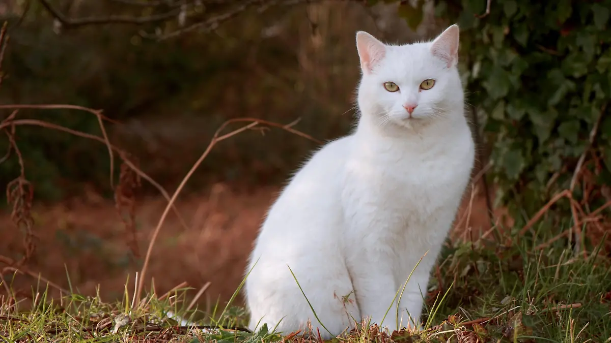 RECORD DATE NOT STATED A beautiful white cat sitting and looking at the camera in the garden *** einer Sch