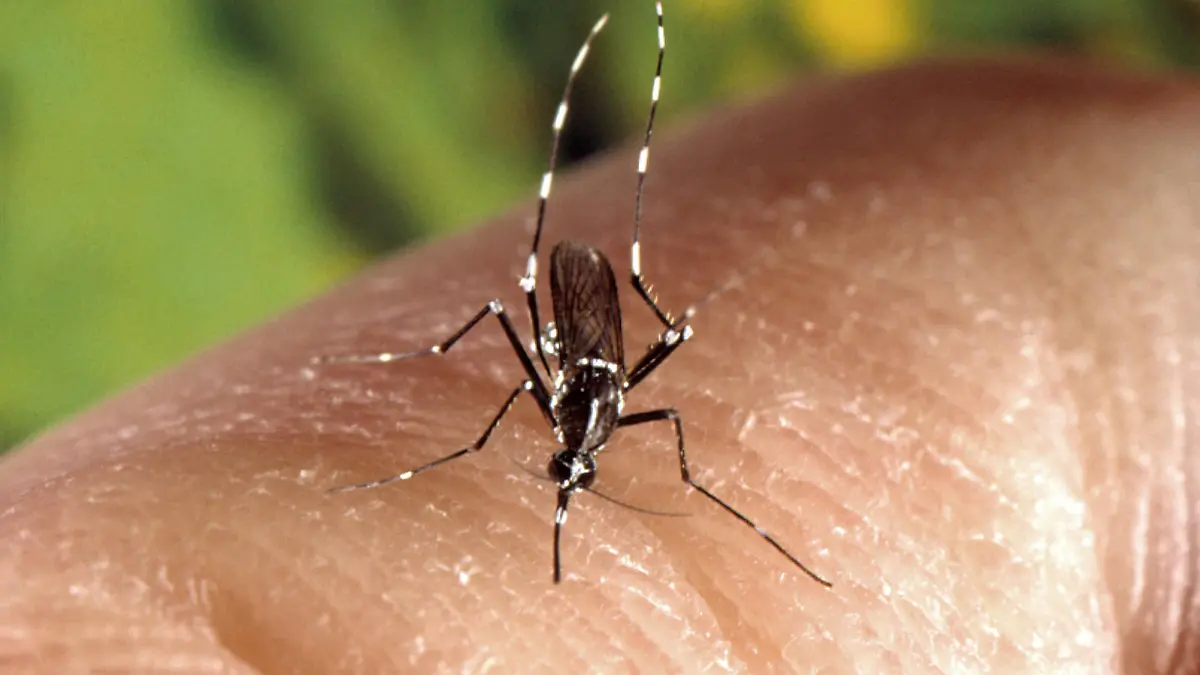 A female Aedes albopictus mosquito feeding on a human host. Under experimental conditions the Aedes albopictus mosquito, also known as the Asian Tiger Mosquito, has been found to be a vector of West Nile Virus. Aedes also spreads zika virus. Aedes is a genus of the Culicine family of mosquitoes. Image courtesy CDC/James Gathany, 2000. PUBLICATIONxINxGERxSUIxAUTxHUNxONLY 10232465983final