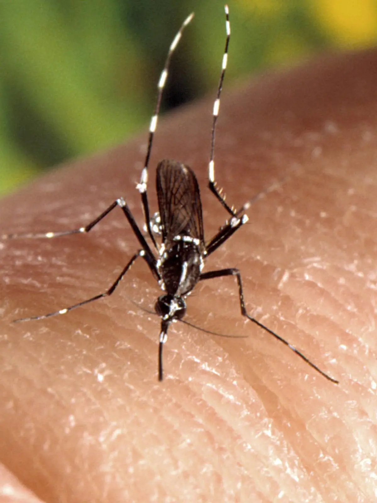  A female Aedes albopictus mosquito feeding on a human host. Under experimental conditions the Aedes albopictus mosquito, also known as the Asian Tiger Mosquito, has been found to be a vector of West Nile Virus. Aedes also spreads zika virus. Aedes is a genus of the Culicine family of mosquitoes. Image courtesy CDC/James Gathany, 2000. PUBLICATIONxINxGERxSUIxAUTxHUNxONLY 10232465983final