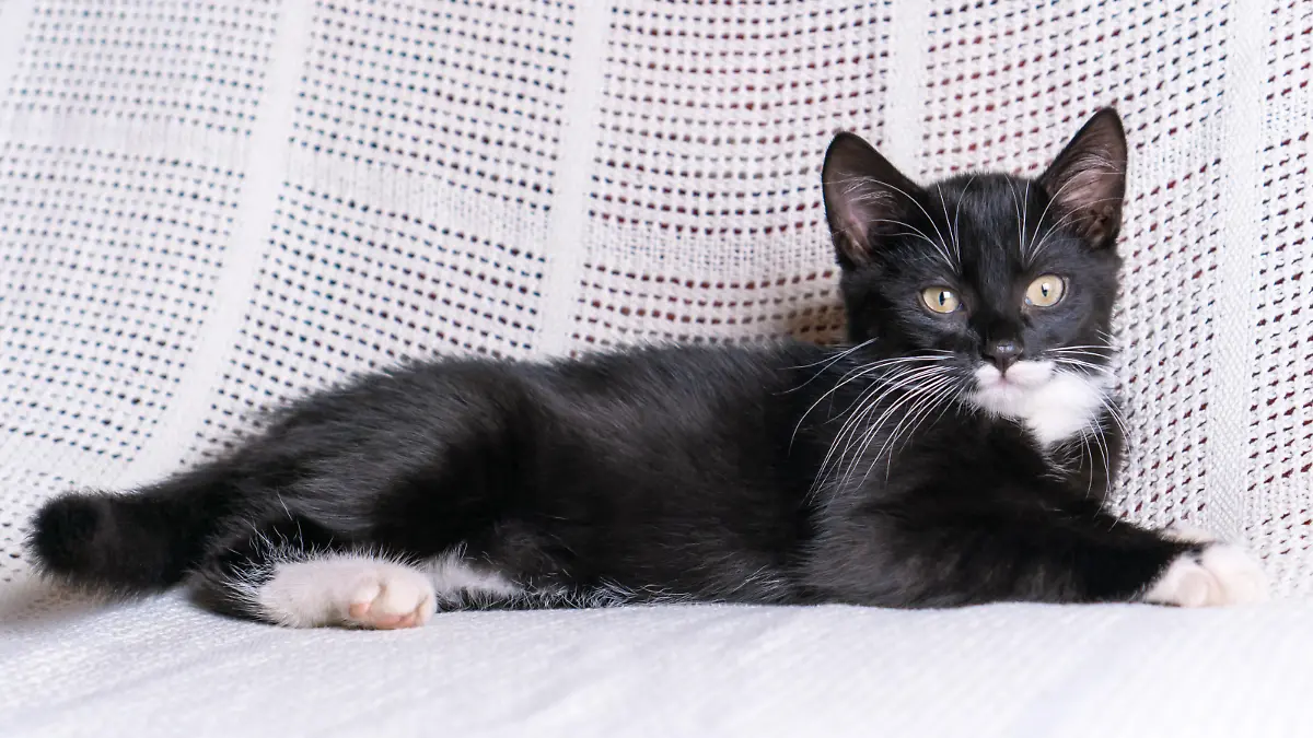 Portrait of serious black white fluffy longhair mongrel cat kitten pussycat lying on white plaid at home, relaxing., Portrait of serious black white fluffy longhair mongrel cat kitten pussycat lying on white cotton plaid at home, looking at camera, posing, relaxing. Animal life, pet care, pet adoption, pet love., Portrait of serious black white fluffy longhair mongrel cat kitten pussycat lying on white cotton plaid at home, looking at camera, posing, relaxing. Animal life, pet care, pet adoption, pet love., 22.01.2023, Copyright: xJeanniex Panthermedia33513690.jpg
