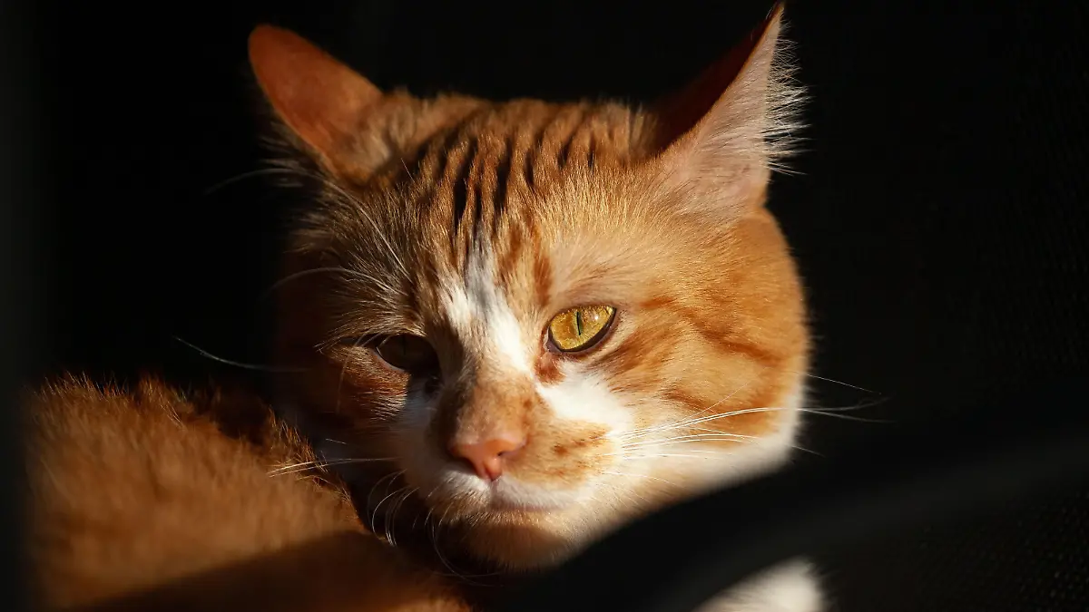 RECORD DATE NOT STATED A portrait an adorable ginger tabby cat in the dark room with a sunshine on its face *** einer Portr
