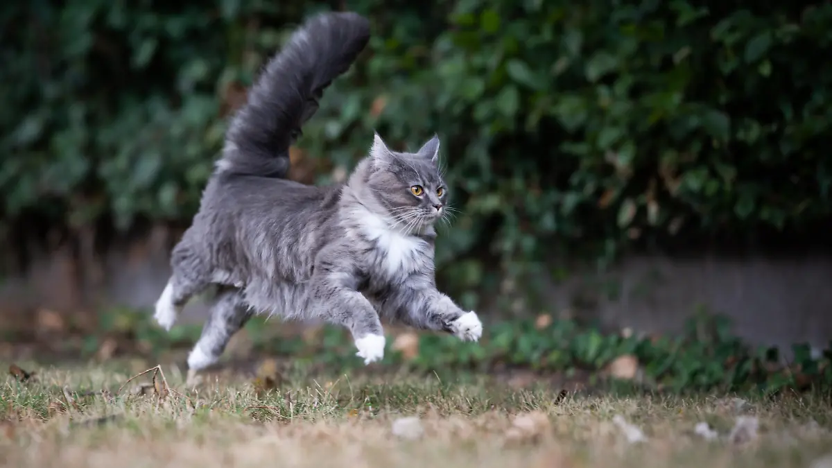 playful maine coon cat running on dried up grass in the back yard jumping over the lawn at high speed