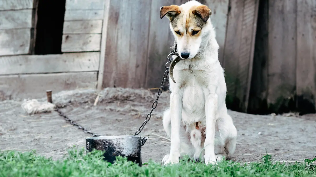 Poor underfed dog