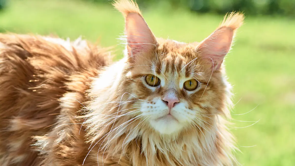 ginger cat looks into the camera close-up, meikun, ginger cat looks into the camera close-up, meikun. High quality photo, ginger cat looks into the camera close-up, meikun. High quality photo, 24.09.2022, Copyright: xeporohinx Panthermedia31933012.jpg