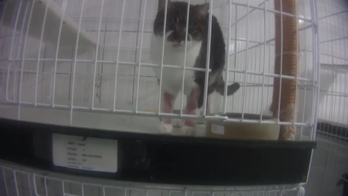 Versuchslabor bei Hamburg: Der Soko Tierschutz und der Organisation Cruelty Free International gelang es, einen Undercover-Ermittler in das abgeschottete Tierversuchslabor LPT in Mienenbüttel einzuschleusen.