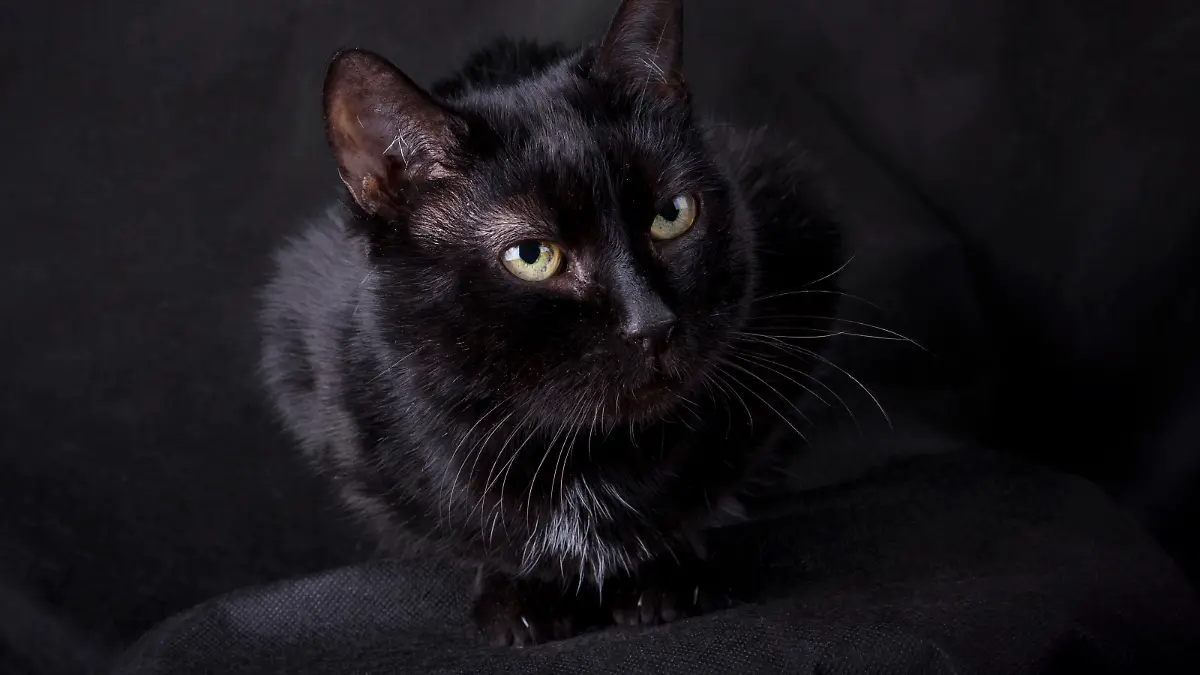 Black cat on a black background in a room in the studio, Black short-haired cat with white speck and yellow eyes on a black background in the studio room, horizontal photo, 04.04.2021, Copyright: xkatamountx Panthermedia29761505.jpg