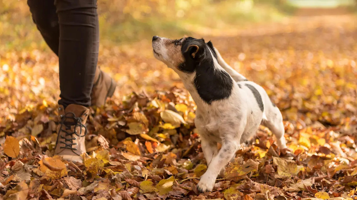 Hund schaut zu Frauchen hoch