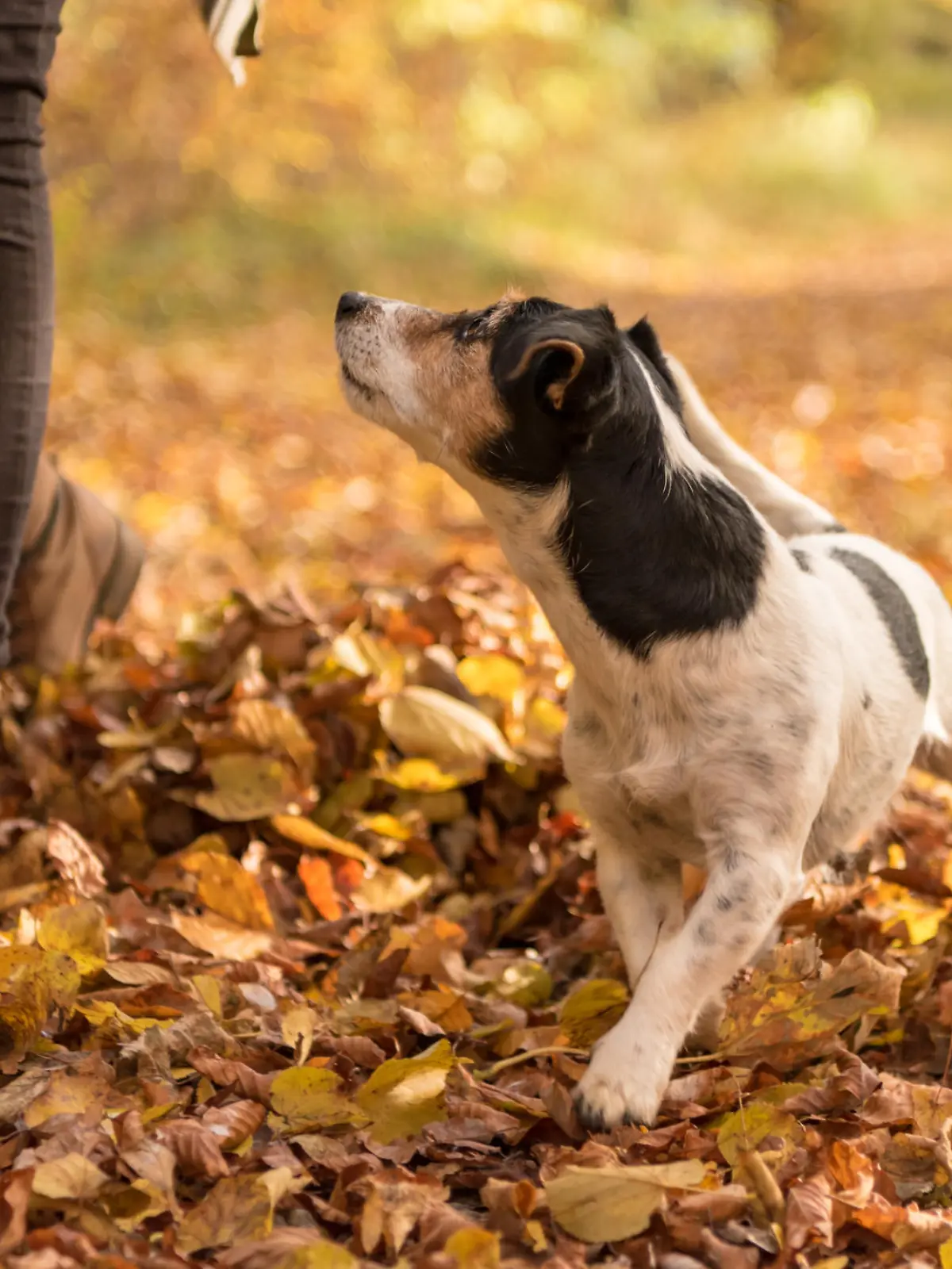 Hund schaut zu Frauchen hoch