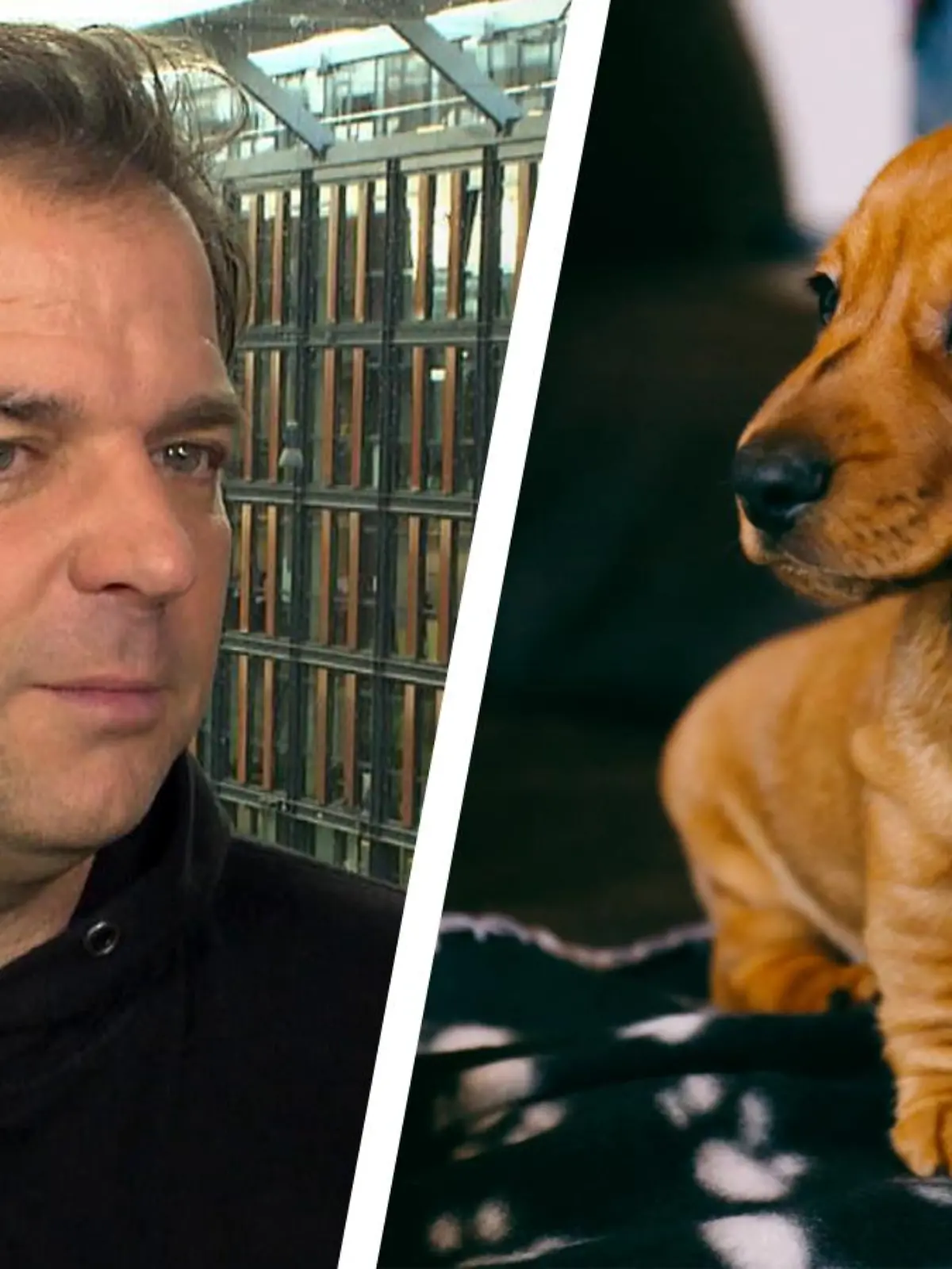Martin Rütter verrät, was man vor dem Hundekauf beachten sollte.