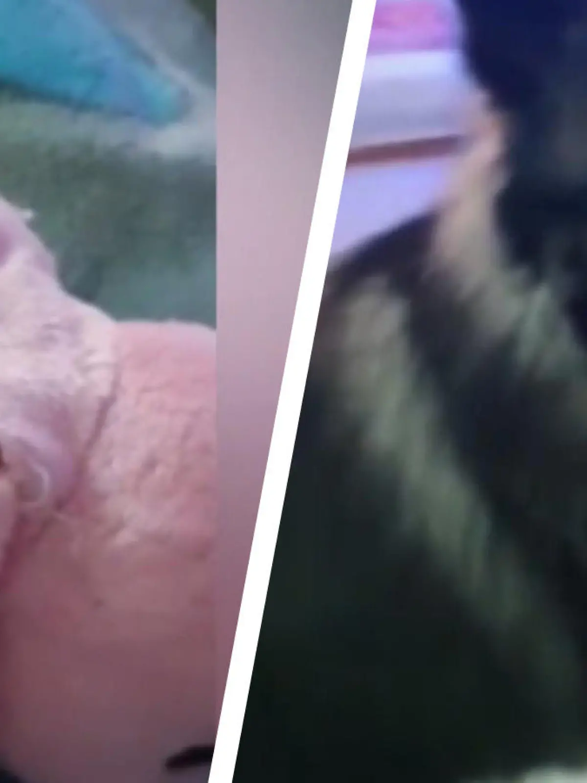 So süß besorgt guckt der Hund zu seinem Stofftier