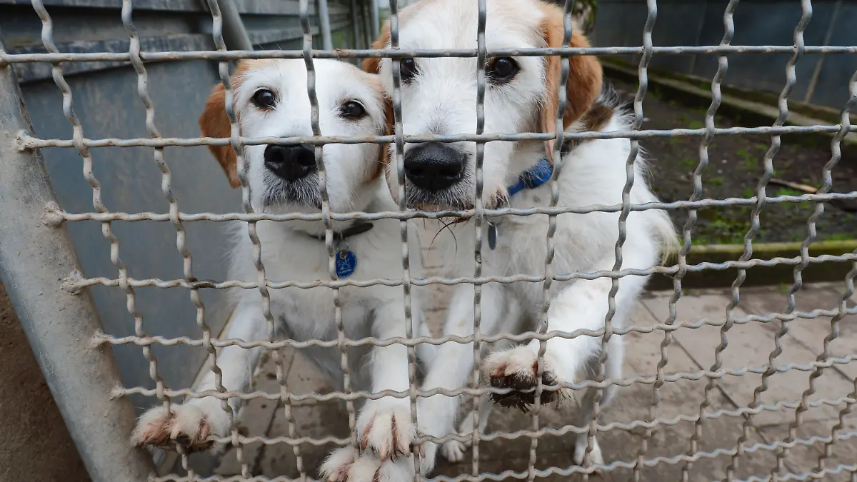 ARCHIV - Hunde warten am 29.05.2013 in Stuttgart (Baden-Württemberg) im Tierheim auf ein Zuhause. In den Sommermonaten landen nach Angaben des Deutschen Tierschutzbundes deutlich mehr Hunde, Katzen und Kleintiere in deutschen Tierheimen als in anderen Jahreszeiten. Fast 70 000 Haustiere treffe es jährlich rund um den Haupturlaub. Foto: Franziska Kraufmann/dpa (Zu lsw Korr: «Vor dem Urlaub bleiben tausende Tiere auf der Strecke» vom 30.07.2013) +++(c) dpa - Bildfunk+++