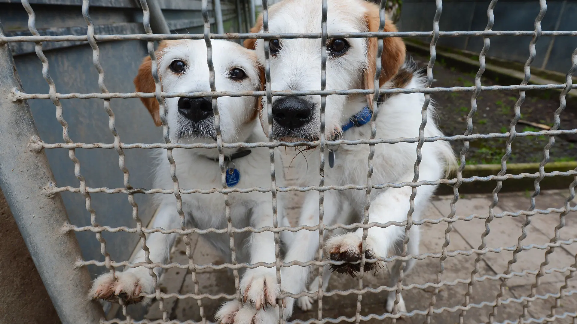 ARCHIV - Hunde warten am 29.05.2013 in Stuttgart (Baden-Württemberg) im Tierheim auf ein Zuhause. In den Sommermonaten landen nach Angaben des Deutschen Tierschutzbundes deutlich mehr Hunde, Katzen und Kleintiere in deutschen Tierheimen als in anderen Jahreszeiten. Fast 70 000 Haustiere treffe es jährlich rund um den Haupturlaub. Foto: Franziska Kraufmann/dpa (Zu lsw Korr: «Vor dem Urlaub bleiben tausende Tiere auf der Strecke» vom 30.07.2013) +++(c) dpa - Bildfunk+++