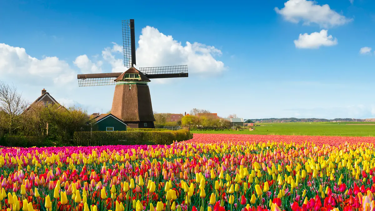 Dutch Spring scene with a windmill and colourful tulip fields under a nicely clouded sky