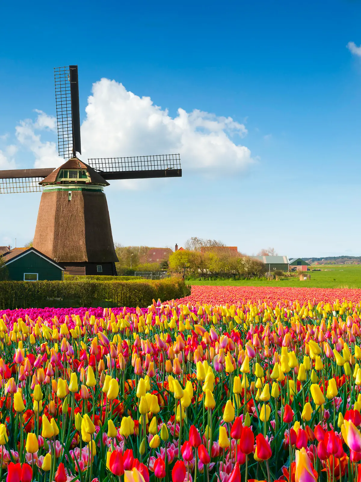 Dutch Spring scene with a windmill and colourful tulip fields under a nicely clouded sky