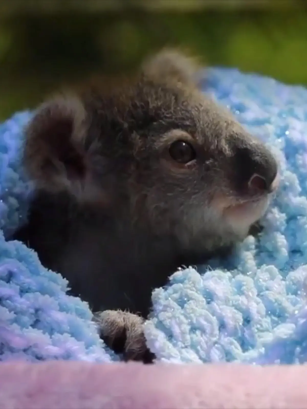 Bild zu: "Baby-Koala hat eine wichtige Botschaft"