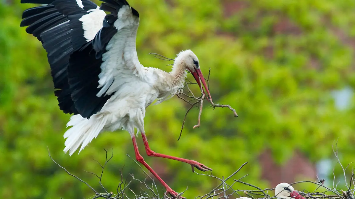 Ein Storch kommt am Dienstag (11.05.2010) im südbrandenburgischen Vetschau mit Nistmaterial zurück, während das andere Elterntier im Nest die Jungtiere wärmt. Die Internetstörche Chico und Luna in Vetschau haben Nachwuchs bekommen: Die ersten beiden Küken dieses Jahres schlüpften in der Nacht zum 10.05.2005 und wenige Stunden später das dritte. Sie sind nach der regulären Brutzeit von 32 Tagen geschlüpft. In den nächsten Tagen wird weiterer Nachwuchs erwartet. Es liegen noch zwei Eier im Nest, die im Internet beobachtet werden können. 2009 waren drei Küken an einer Infektion gestorben. Foto: Patrick Pleul dpa/lbn  +++(c) dpa - Bildfunk+++