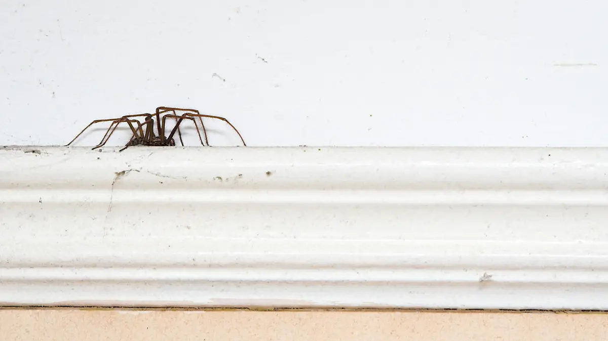 Spinne im Wohnzimmer