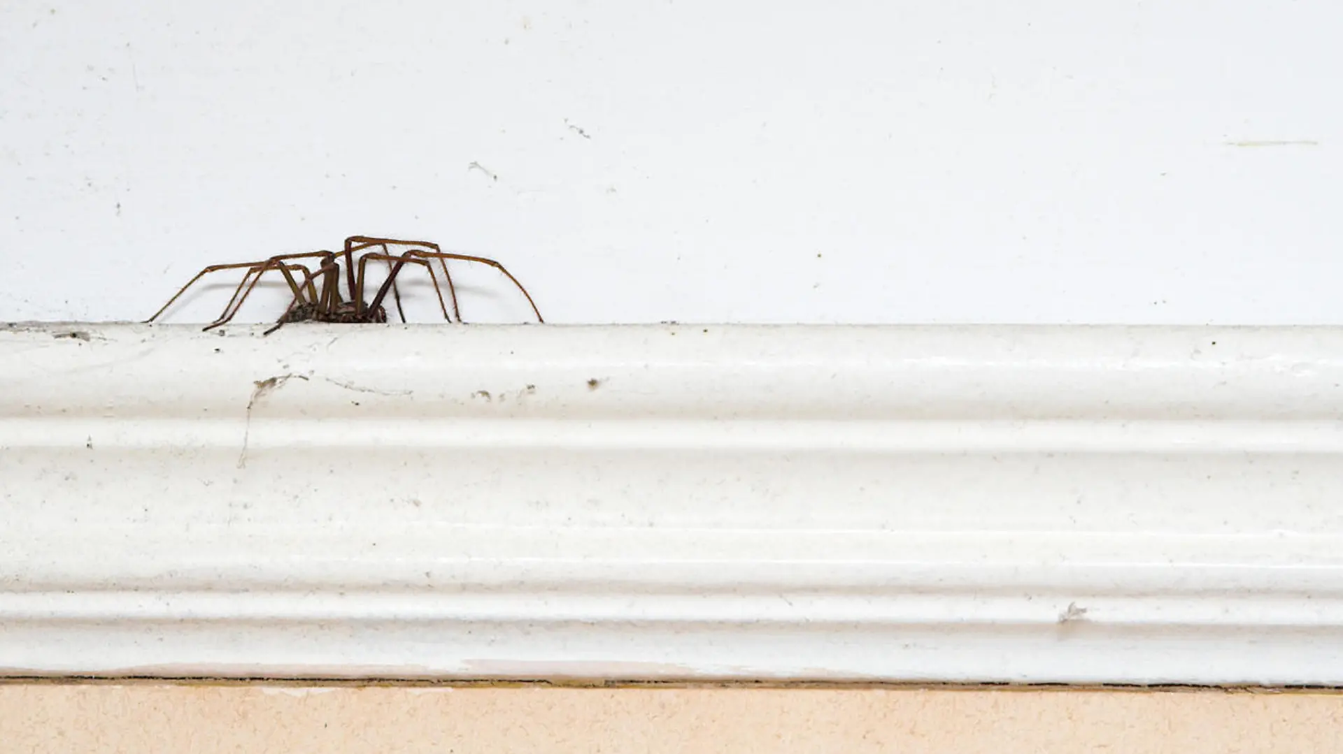Spinne im Wohnzimmer
