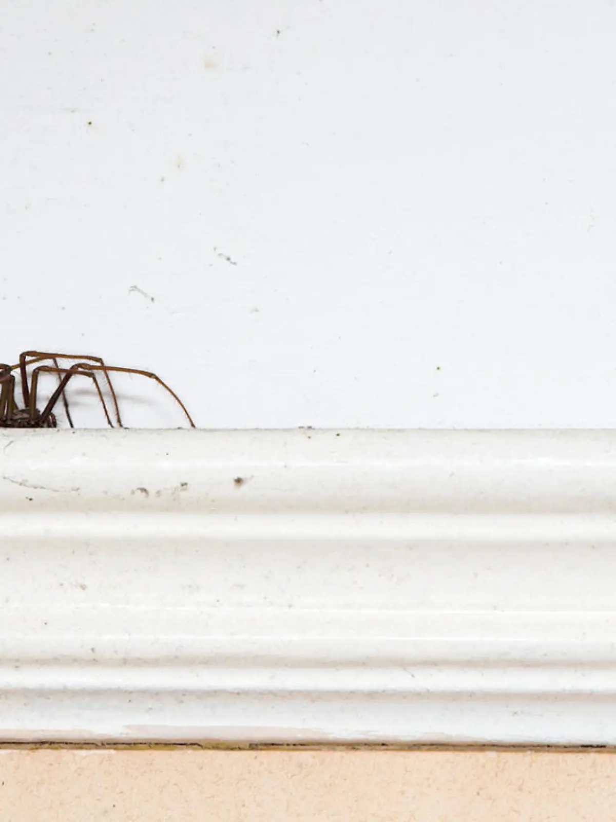 Spinne im Wohnzimmer