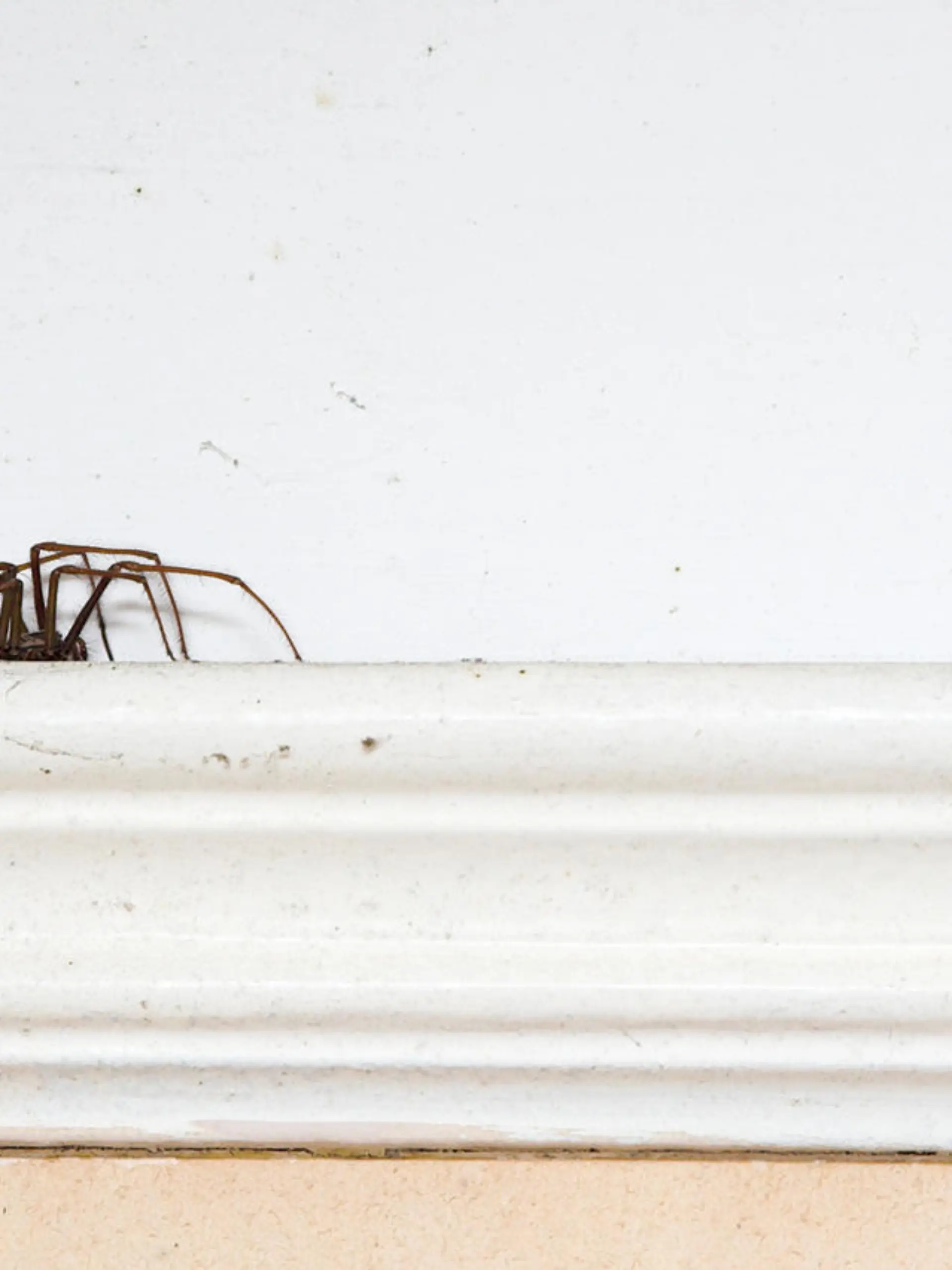 Spinne im Wohnzimmer