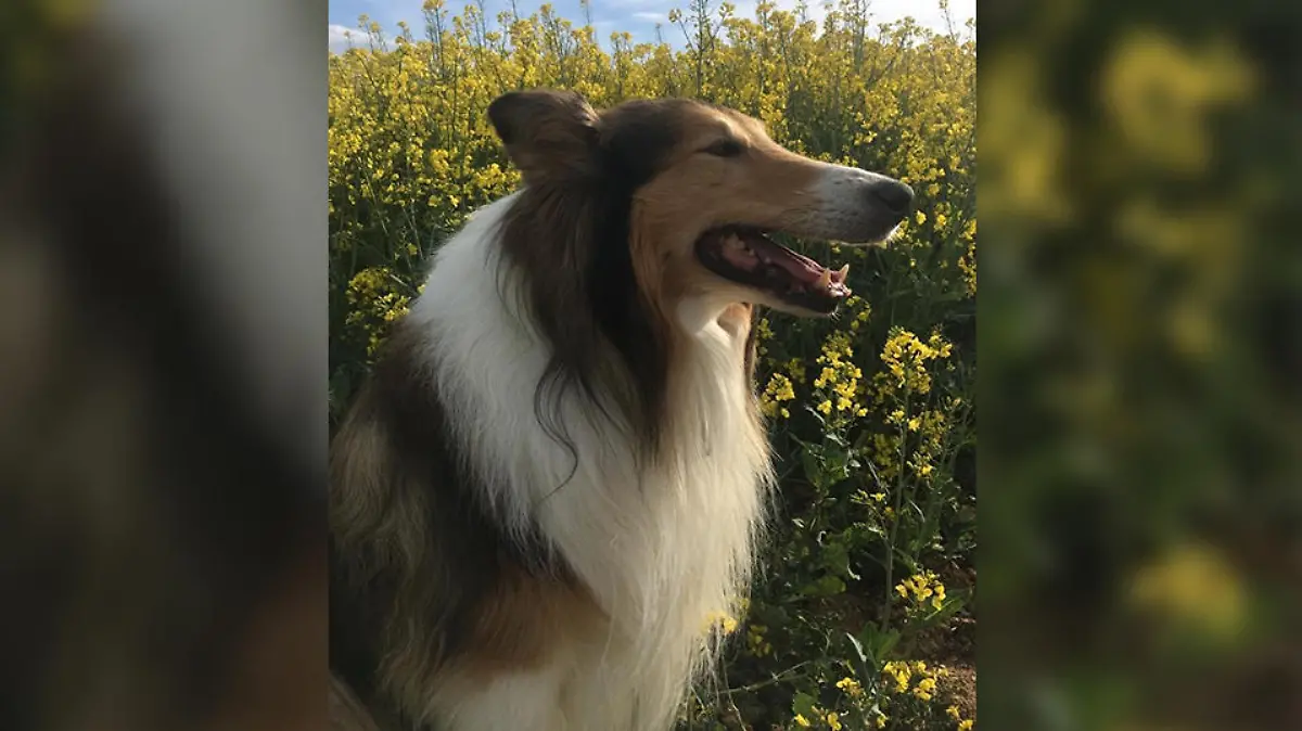 Hund Aiko