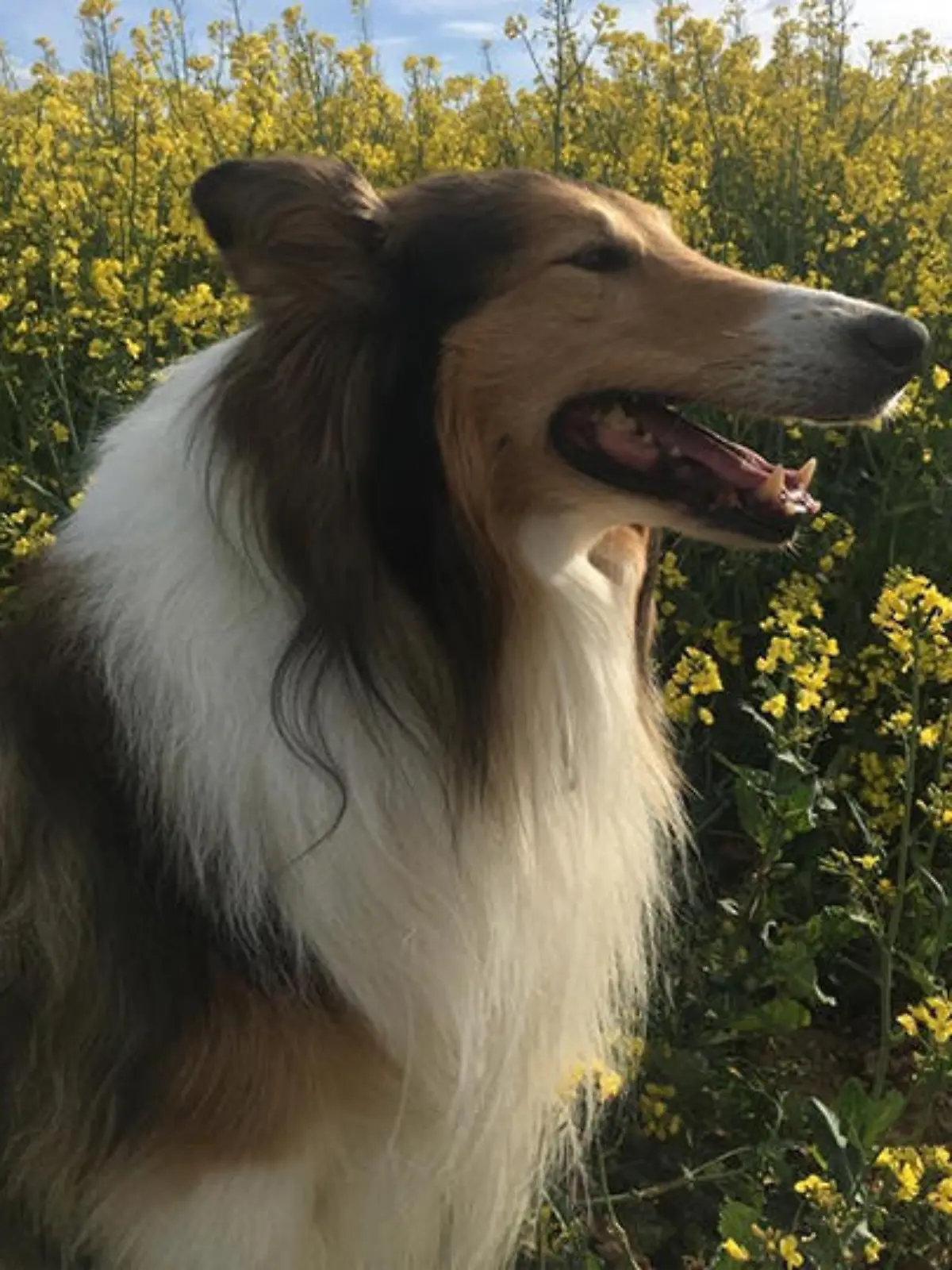Hund Aiko