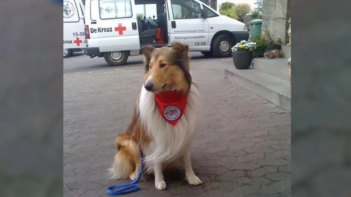 Therapiehund Aiko wurde in Wiesbaden erstochen
