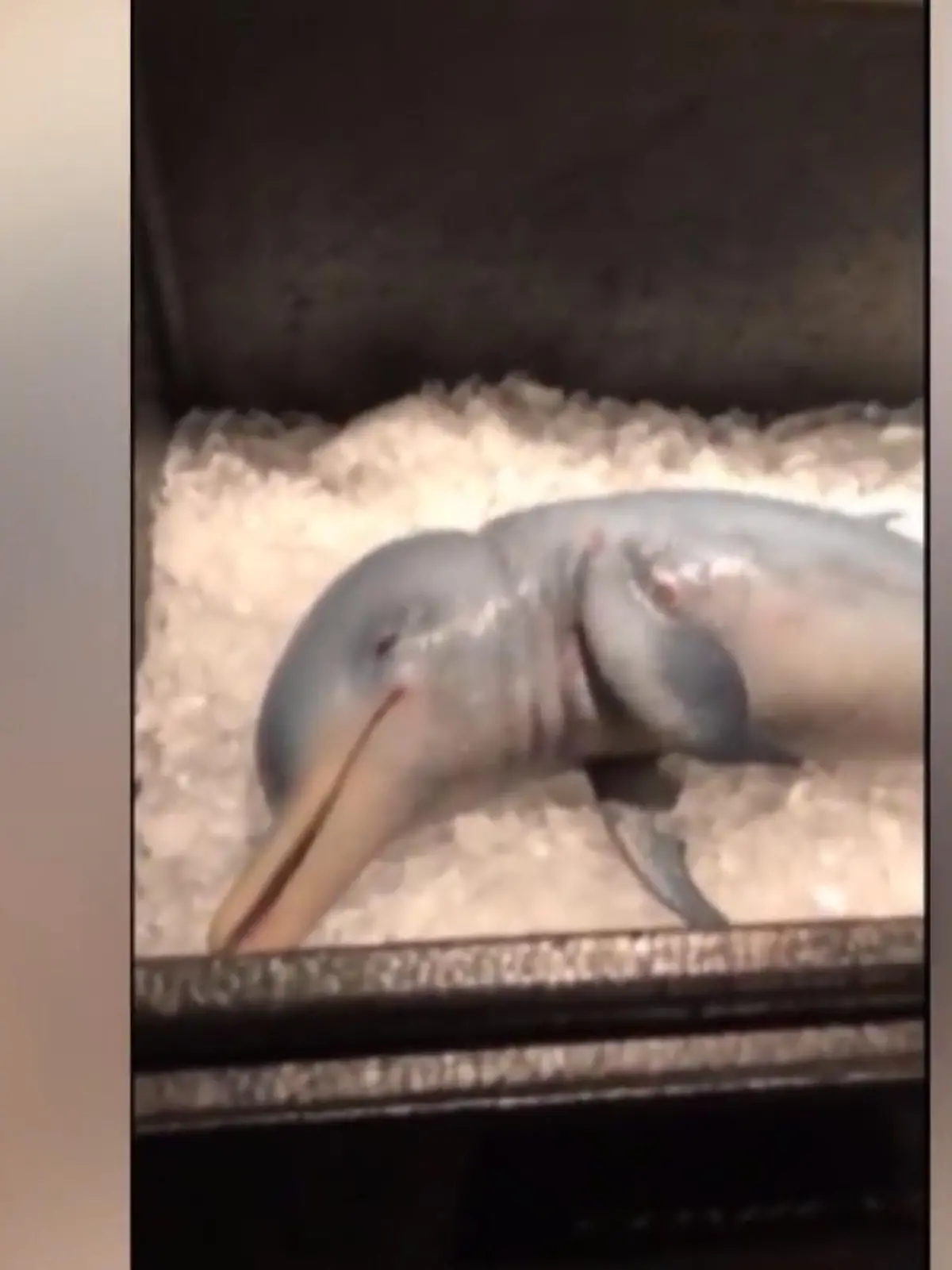 Bild zu: "Youtuber isst angeblich Delfin-Baby"