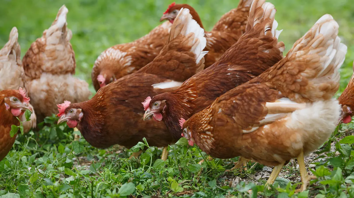 Bio-Legehennen haben genügen Platz zum Picken und Scharren
