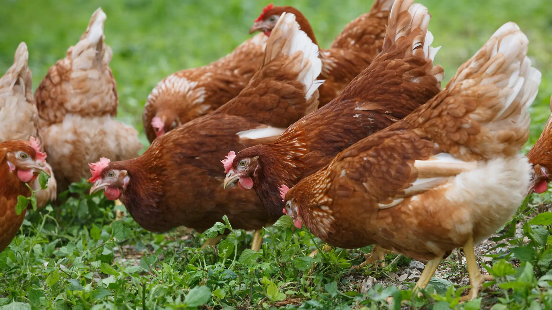 Bio-Legehennen haben genügen Platz zum Picken und Scharren