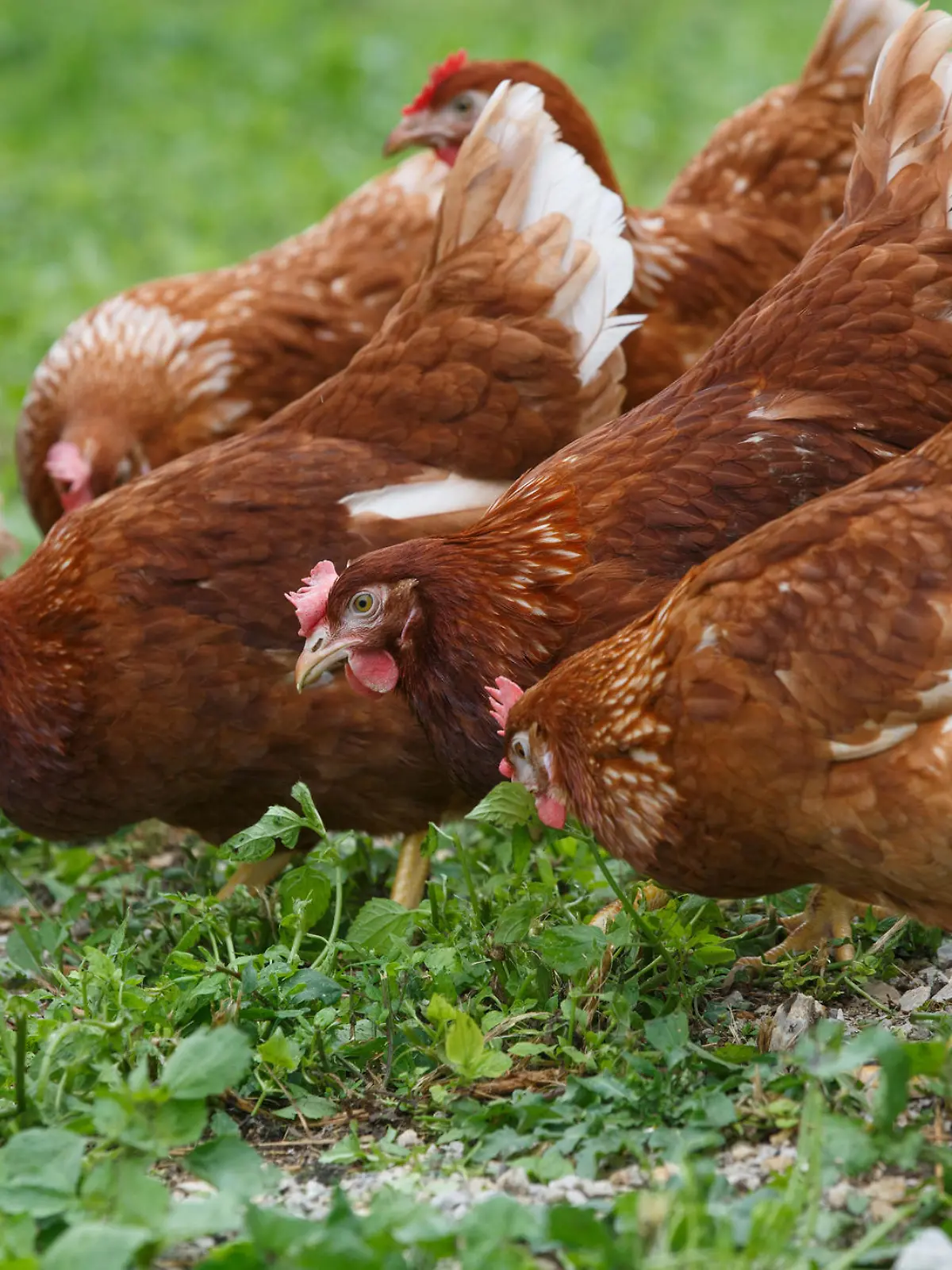 Bio-Legehennen haben genügen Platz zum Picken und Scharren