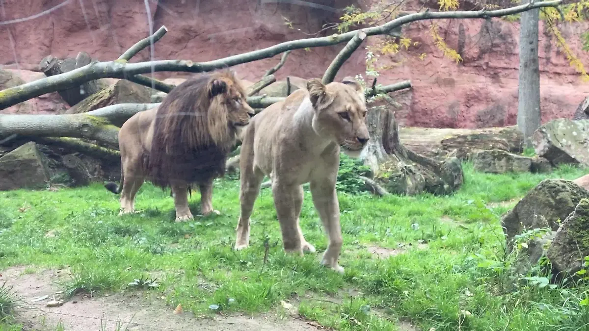 Mama Zara (vorne) mit dem Löwenvater Basu (hinten).