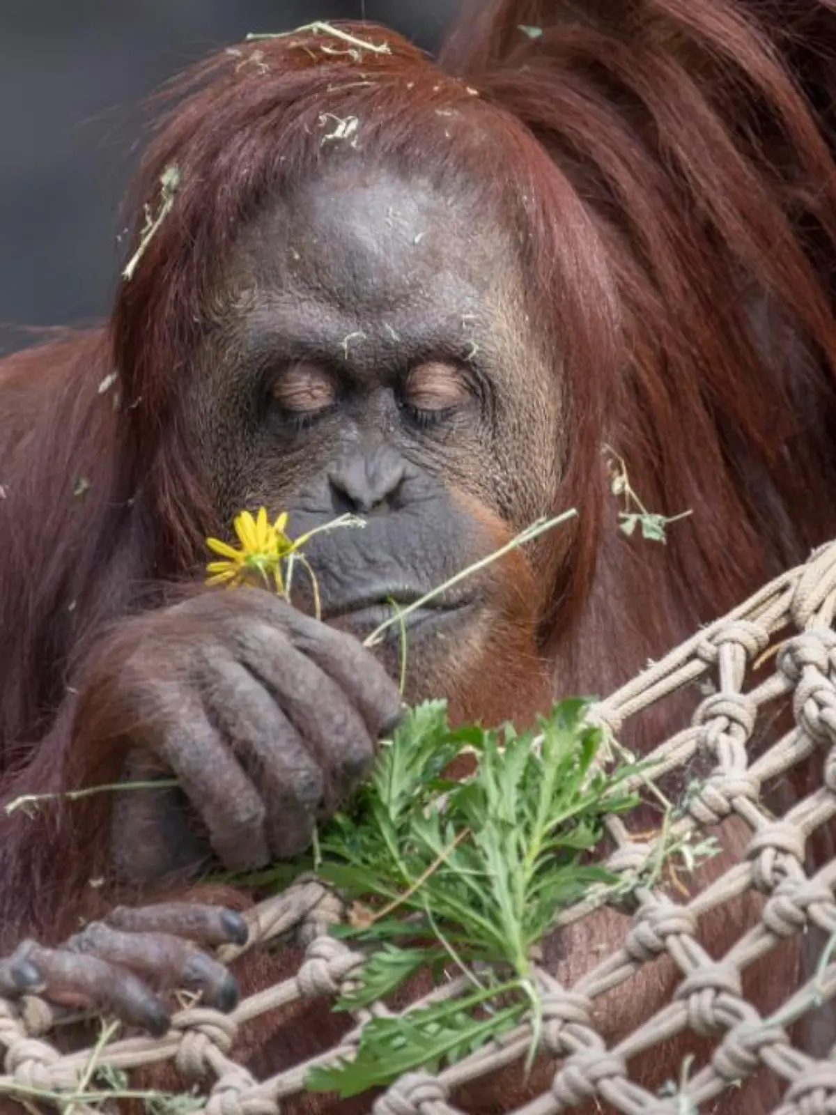 Orang-Utan-Dame Sandra
