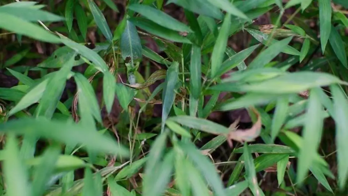 Suchbild Grashüpfer zwischen Blättern