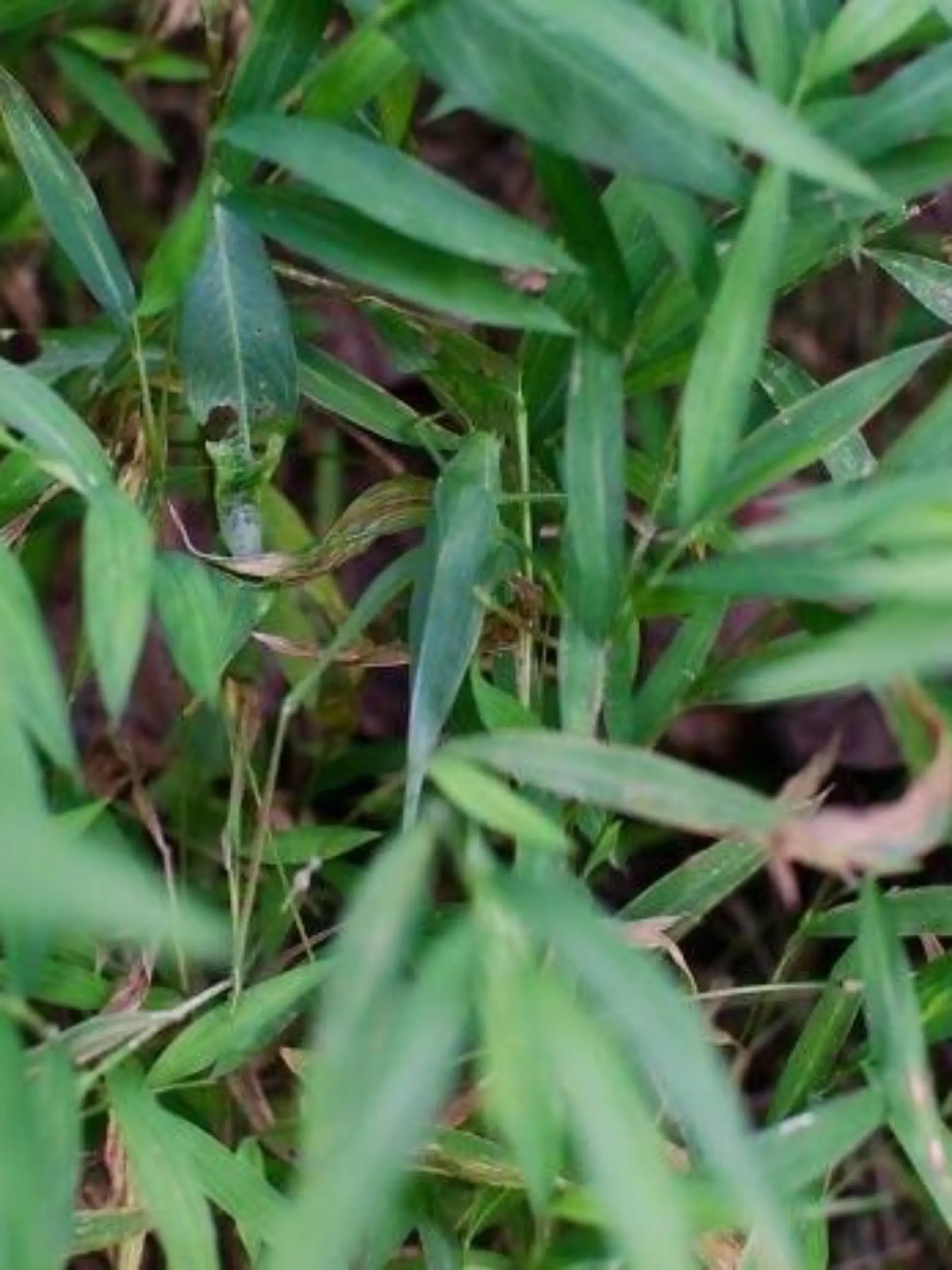 Suchbild Grashüpfer zwischen Blättern