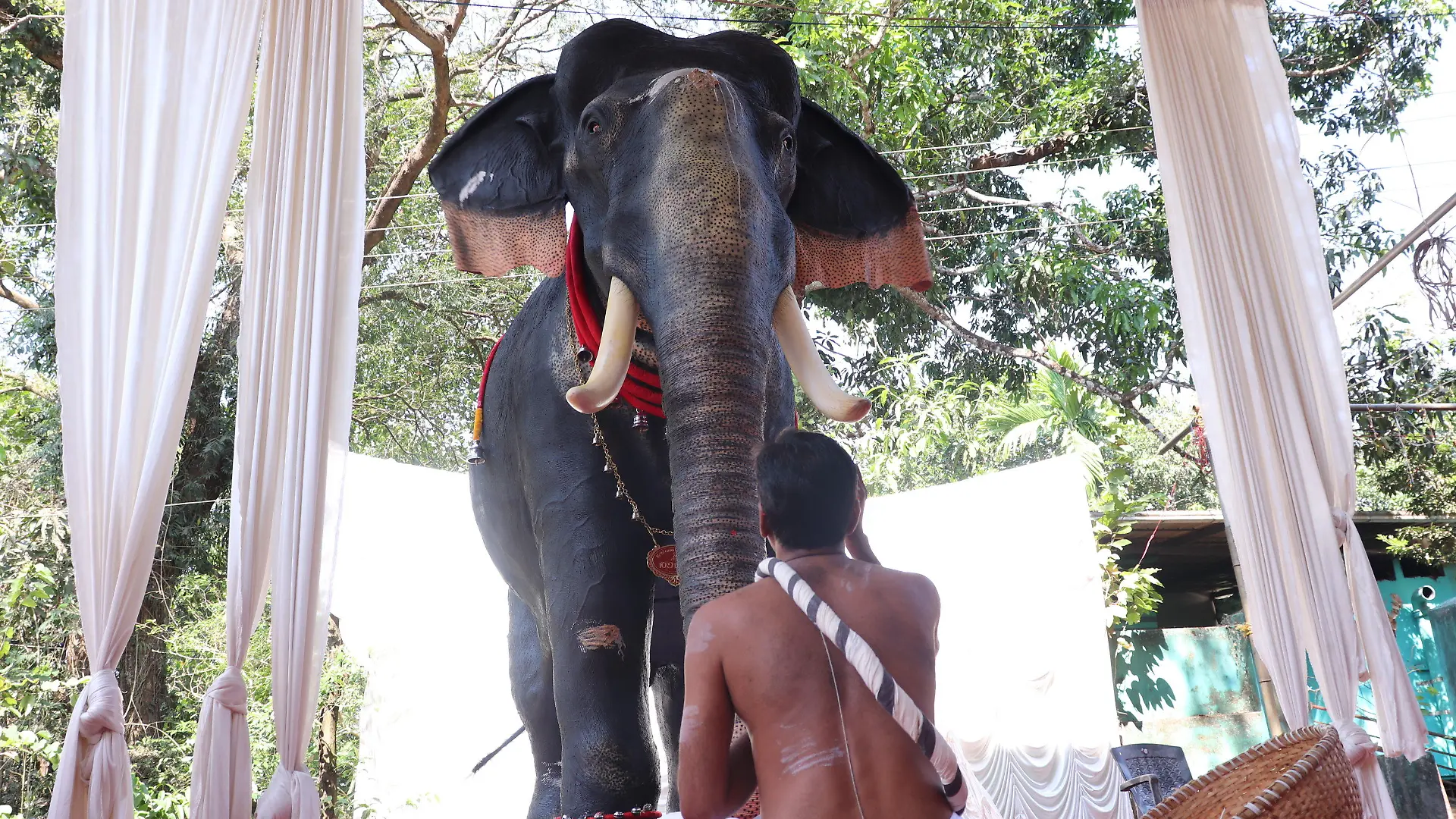 26.02.2023, Indien, Thrissur: Ein Mann sitzt in einem hinduistischen Tempel im Bundesstaat Kerala vor einem lebensgroßen mechanischen Elefanten. Aus Gründen des Tierschutzes soll bei religiösen Zeremonien zukünftig der mechanische Elefant statt ein echter Dickhäuter verwendet werden. (zu dpa "Indien: Tempel feiert mit mechanischem Elefanten") Foto: Juhi Bhatt/dpa +++ dpa-Bildfunk +++