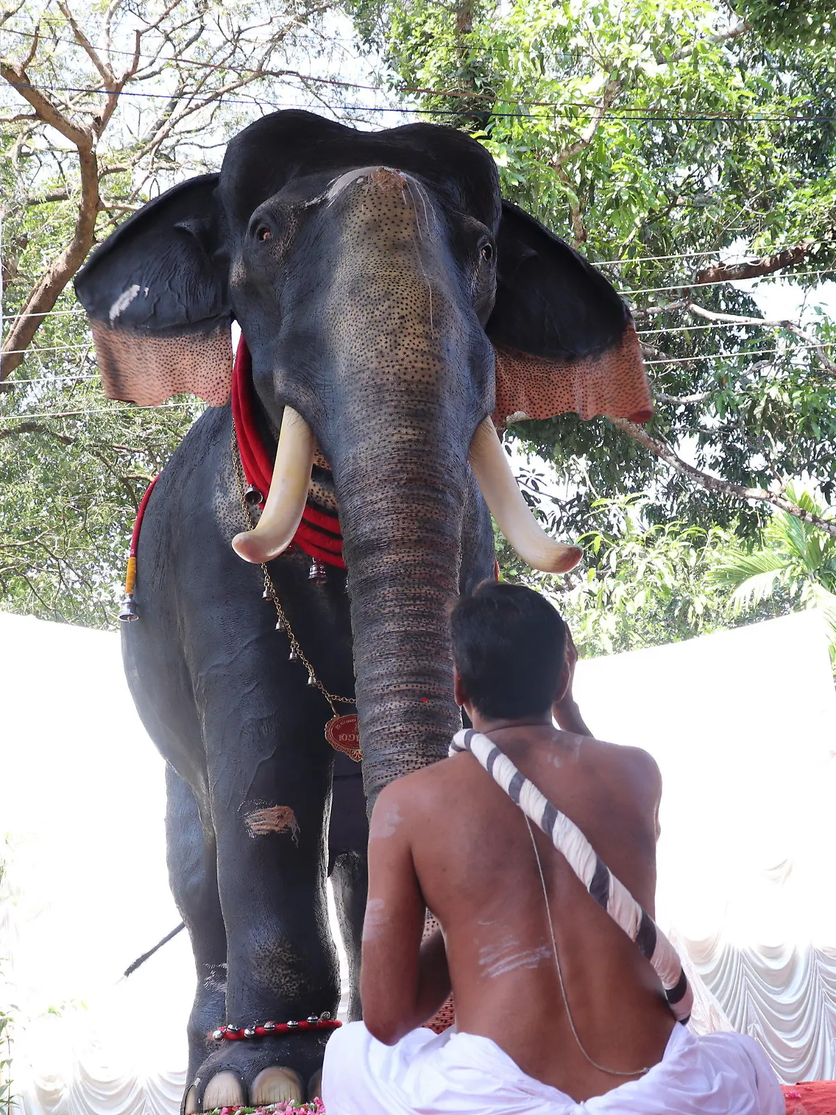 26.02.2023, Indien, Thrissur: Ein Mann sitzt in einem hinduistischen Tempel im Bundesstaat Kerala vor einem lebensgroßen mechanischen Elefanten. Aus Gründen des Tierschutzes soll bei religiösen Zeremonien zukünftig der mechanische Elefant statt ein echter Dickhäuter verwendet werden. (zu dpa "Indien: Tempel feiert mit mechanischem Elefanten") Foto: Juhi Bhatt/dpa +++ dpa-Bildfunk +++