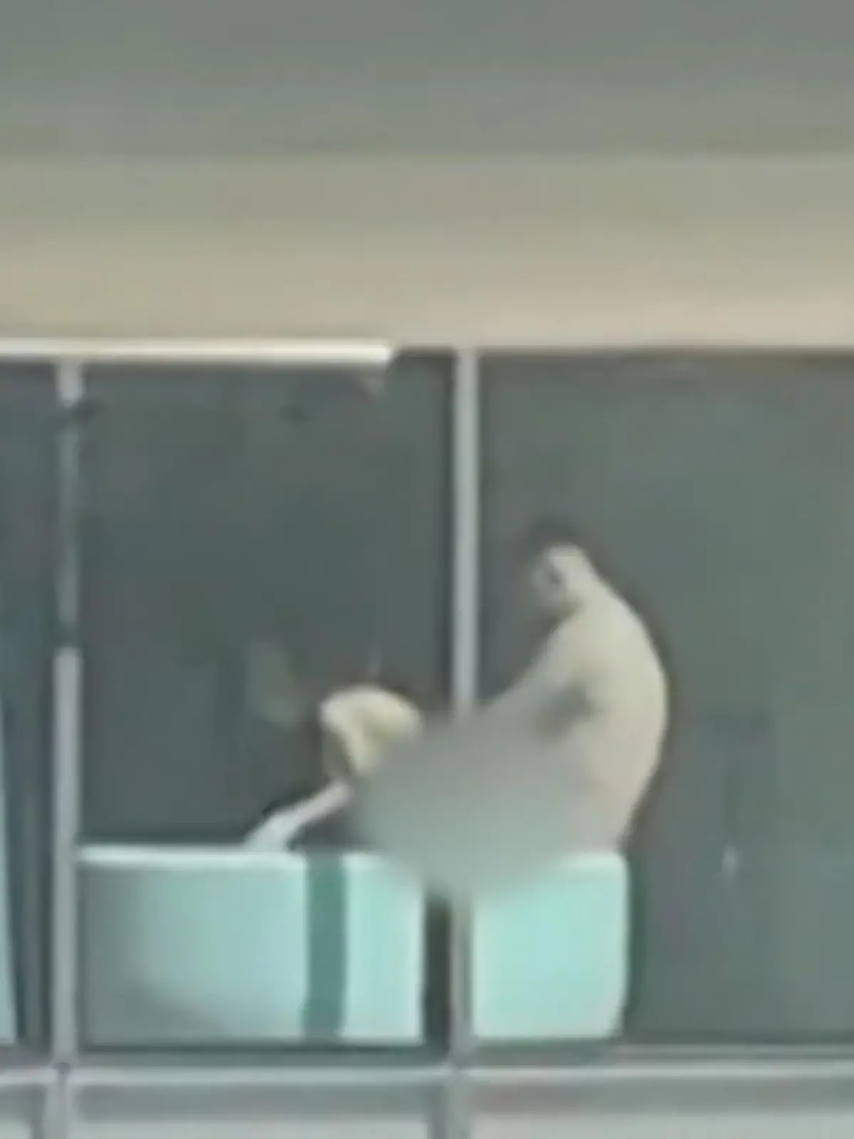Bild zu: "Pärchen bei Sex am Fenster gefilmt"