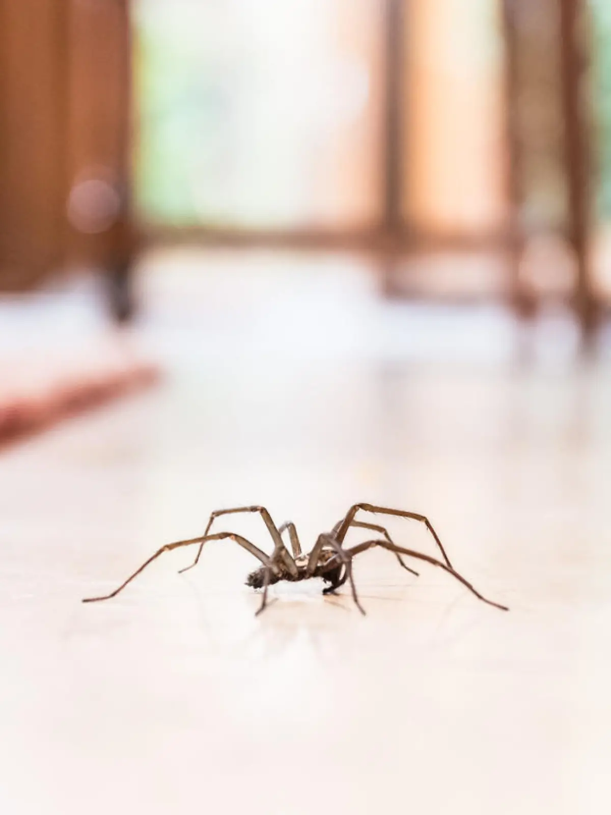 Spinne läuft durch Wohnzimmer
