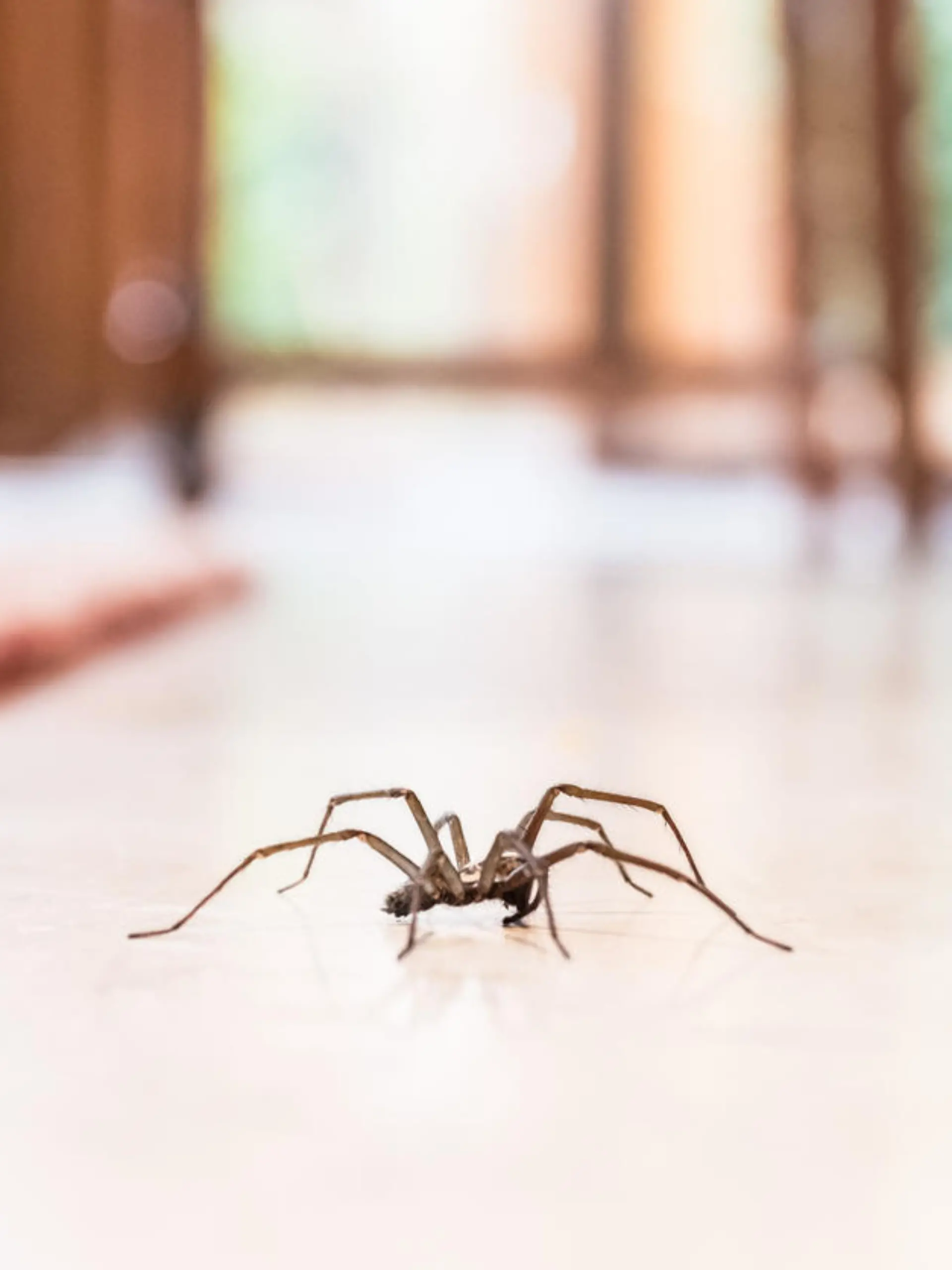 Spinne läuft durch Wohnzimmer