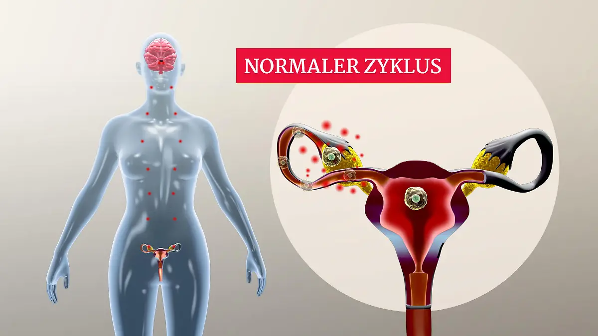 Zyklus einer Frau