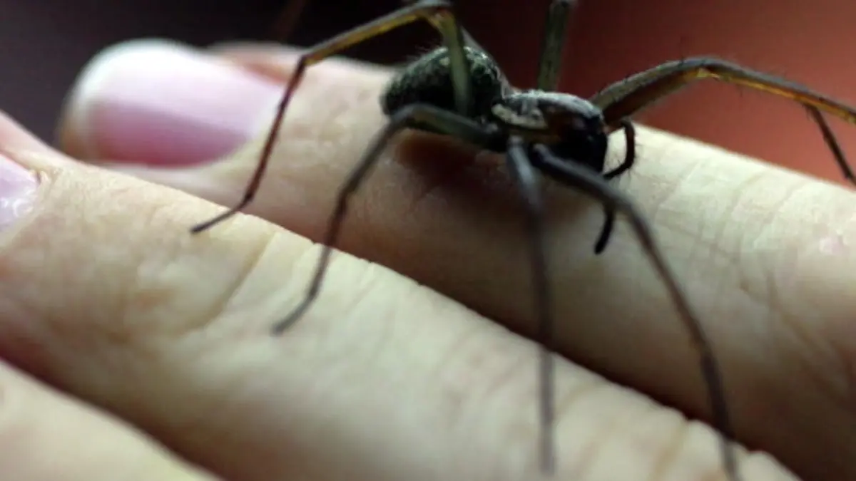 Hausspinne, Spinne, Winkelspinne