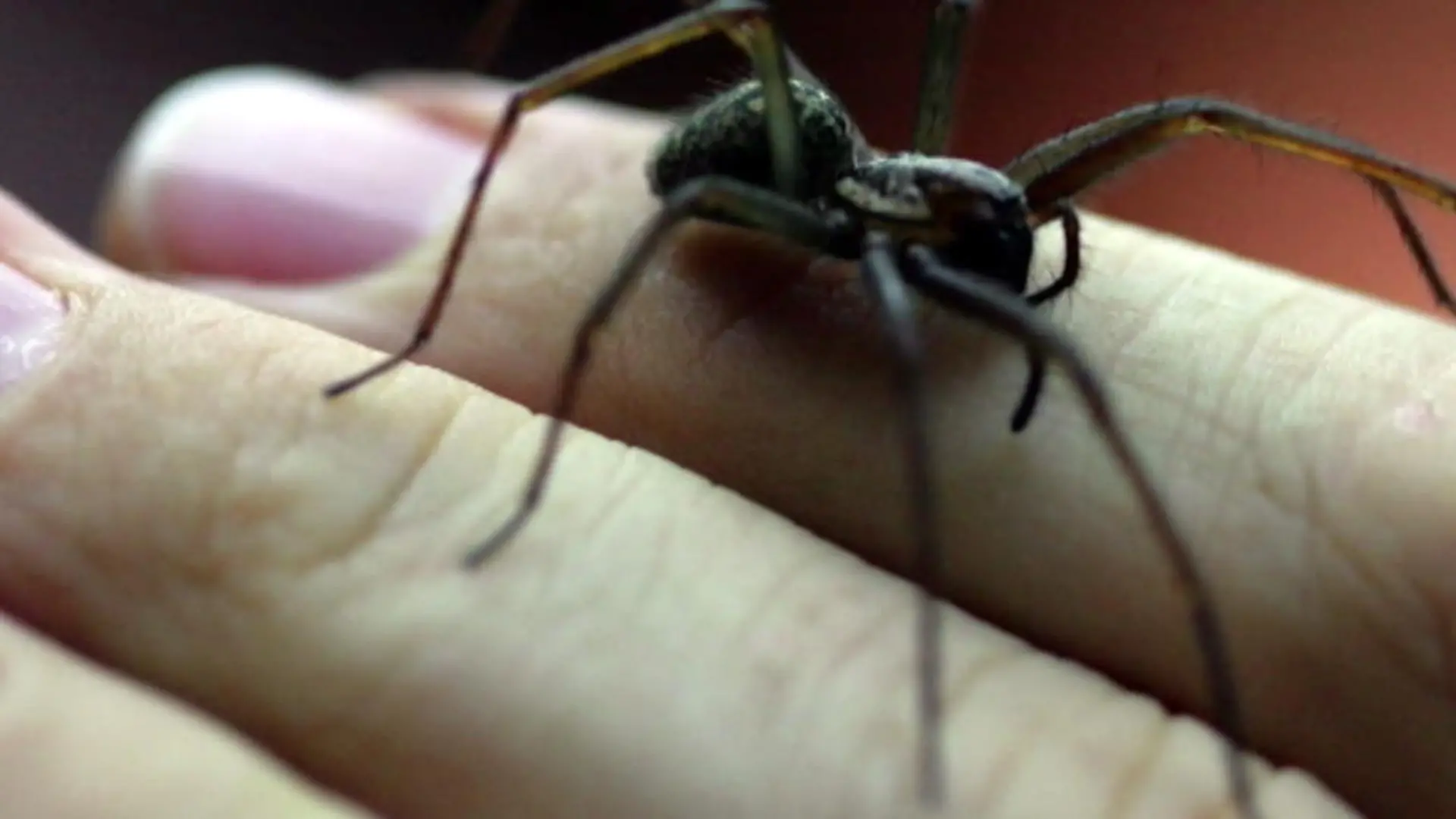 Hausspinne, Spinne, Winkelspinne