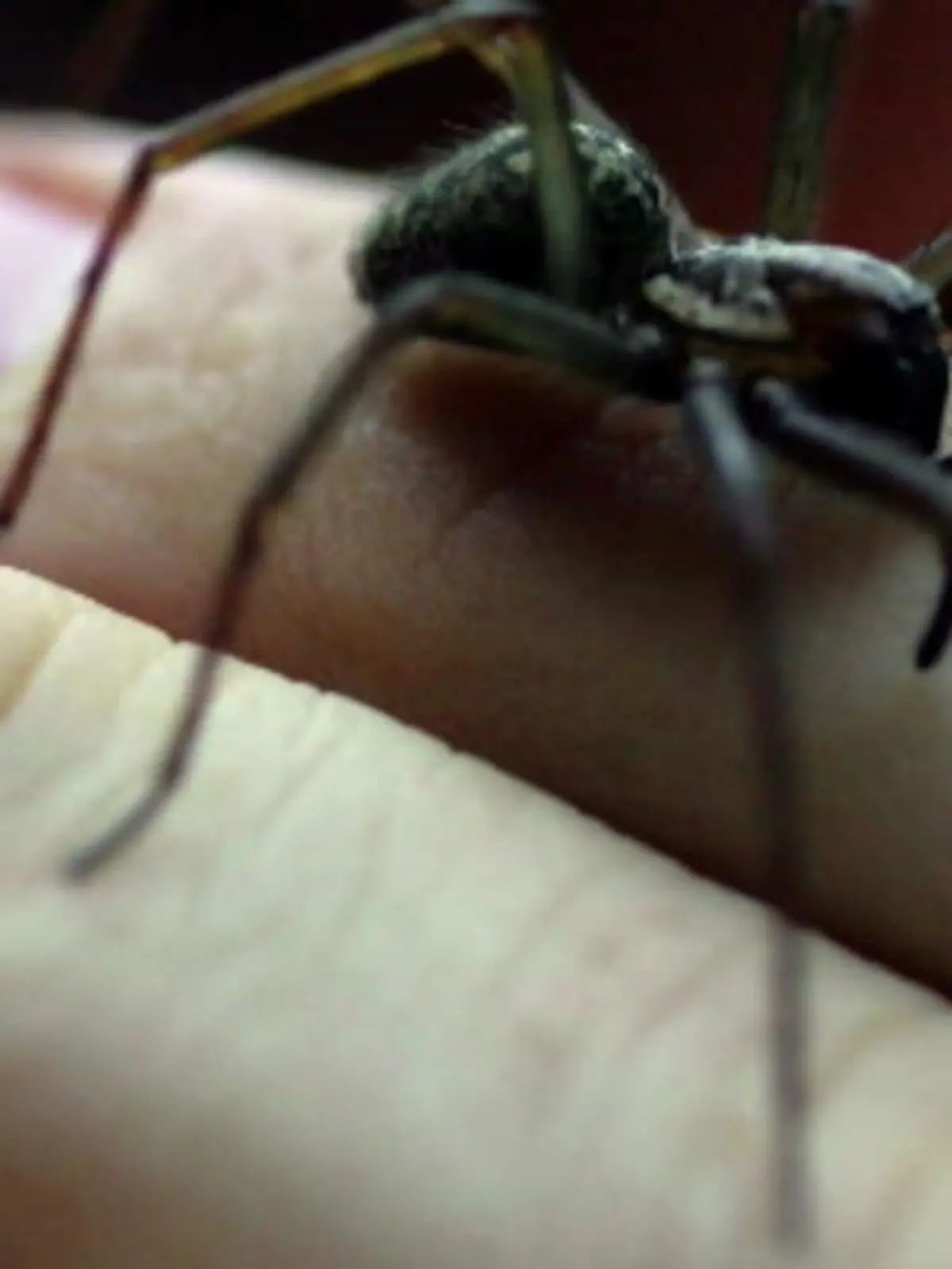 Hausspinne, Spinne, Winkelspinne
