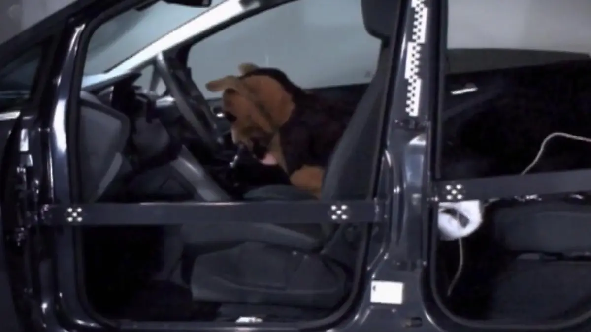 Crashtest mit Hunde-Dummys Auch Tiere müssen angeschnallt werden