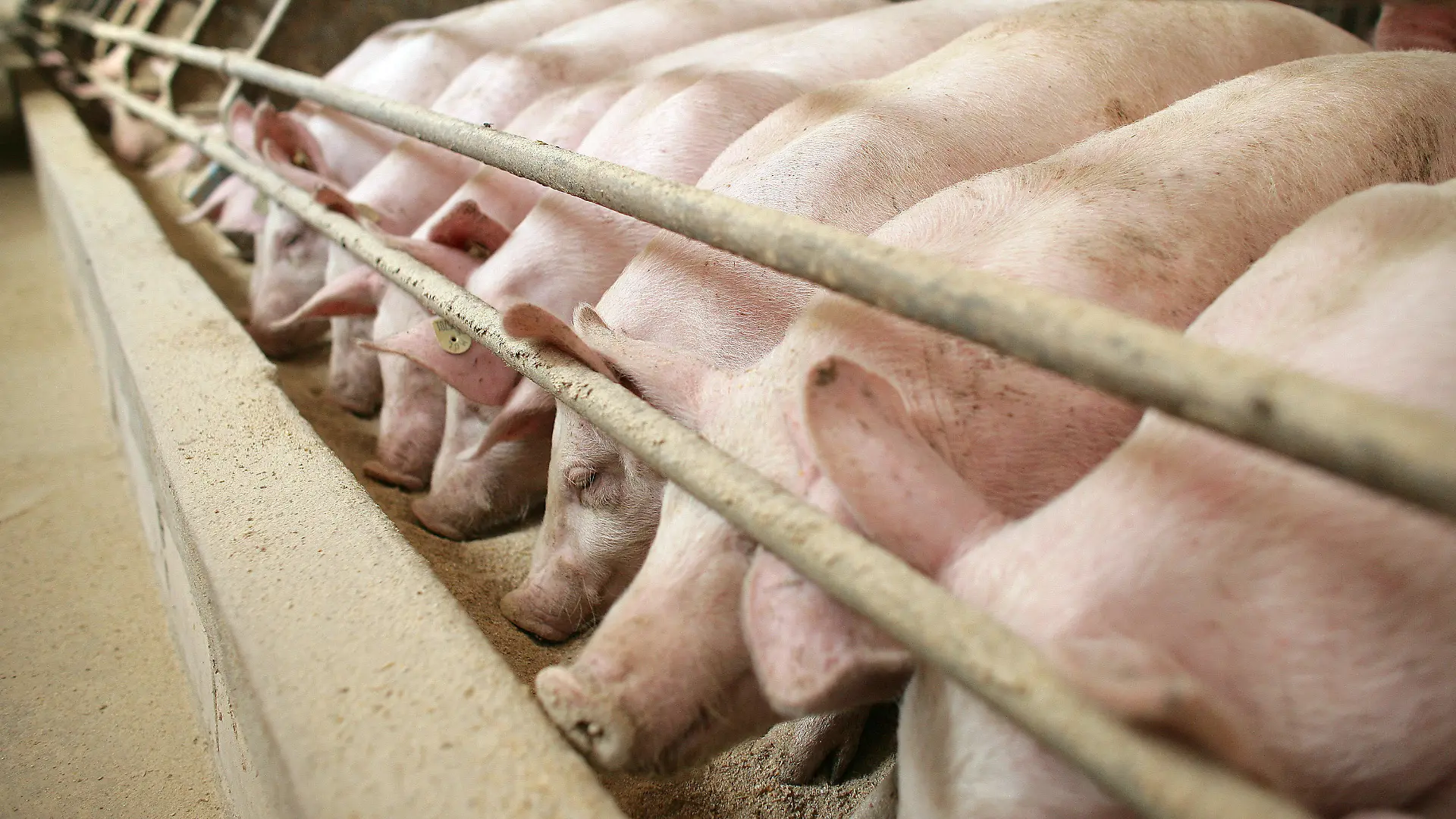 ARCHIV - Dicht gedrängt stehen Schweine am Futtertrog im Stall eines Mastbetriebes, aufgenommen am 07.10.2007. Foto: Patrick Pleul dpa +++(c) dpa - Bildfunk+++