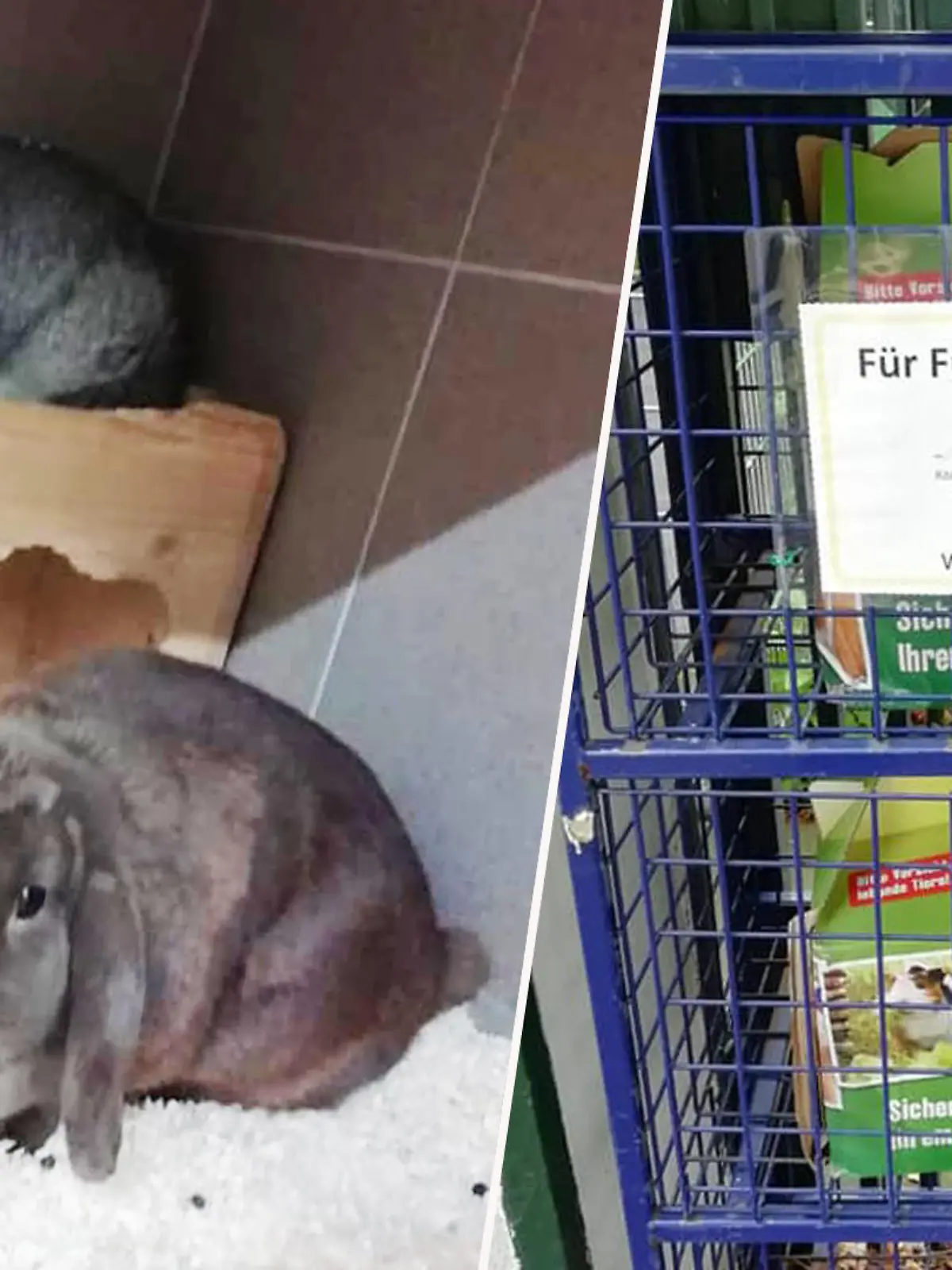 Kaninchen in Futterbox ausgesetzt